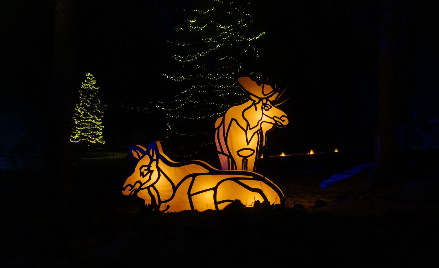 Two moose light up statues at In Search of Christmas Spirit in Banff National Park.